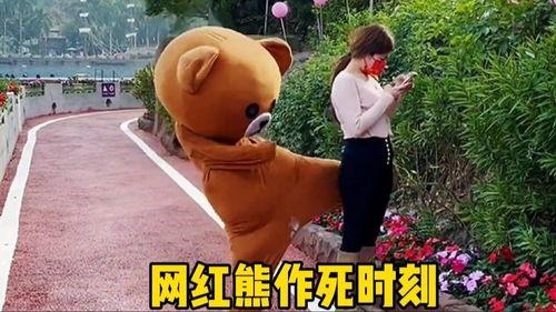 网红熊作死,网红熊的疯狂冒险记