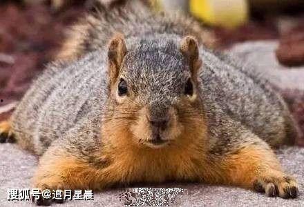 网红曼基康 松鼠尾巴,松鼠尾巴萌宠的时尚魅力