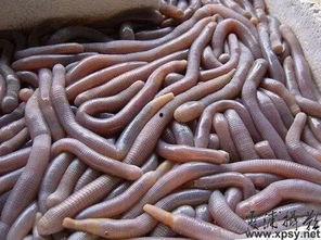 早起的虫子吃瓜视频,揭秘清晨趣事与生活智慧