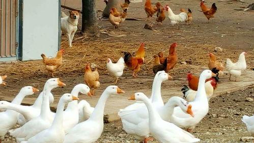 鸡鸭鹅吃的瓜图片,瓜果盛宴下的和谐共食图